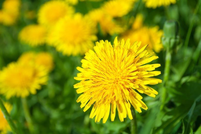 What Are the Health Benefits of Dandelion?