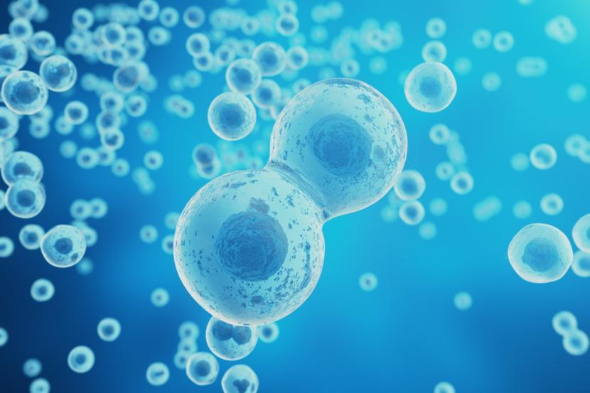 Altered Cell Protein Expression in Lupus May Be a Step Toward Potential Treatment