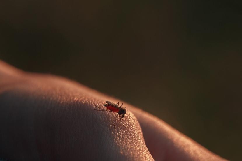 How Does Dengue Fever Spread?
