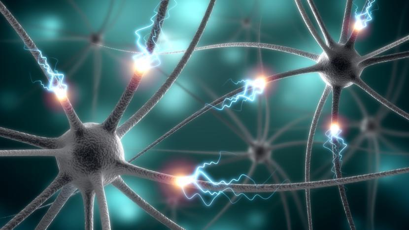 Researchers Identified the Neurons that Rouse the Brain