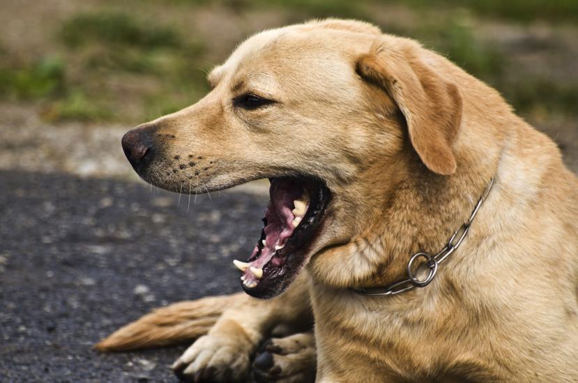 Ringworm in Dogs: Symptoms, Causes, Treatment, and Prevention
