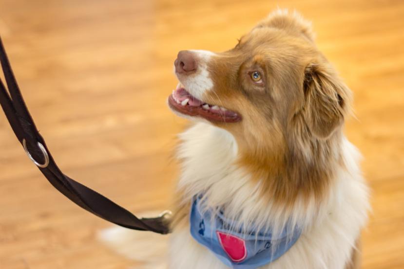 Therapy Dogs can Make a Difference for Fibromyalgia Patients