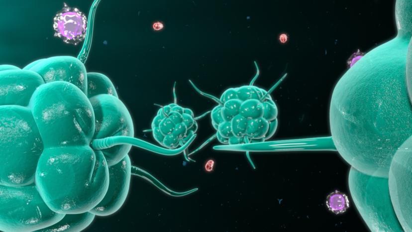 Your Immune System: A Look Into the Innate Defenses